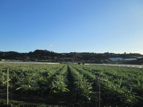 Terreno agricolo in vendita a Licata